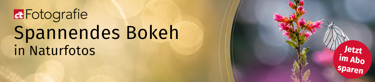 Goldenes Bokeh neben einer Blume mit Schmetterling.