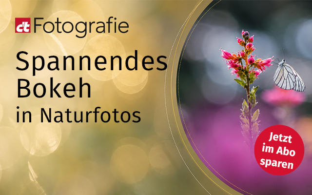 Goldenes Bokeh neben einer Blume mit Schmetterling.